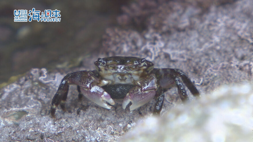 2016年8月23日オンエア　様々な水生生物と触れ合おう　いわきで磯遊び開催