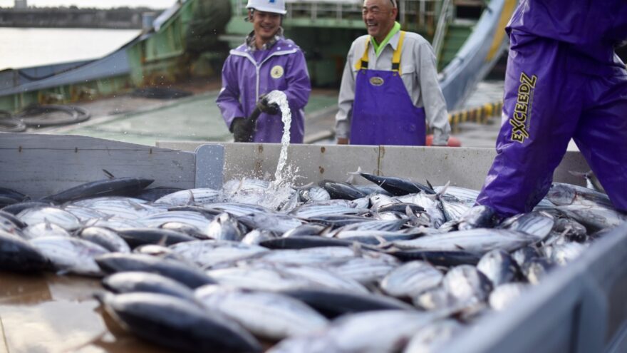 いわき名物「中之作のカツオ」が今年初水揚げ！