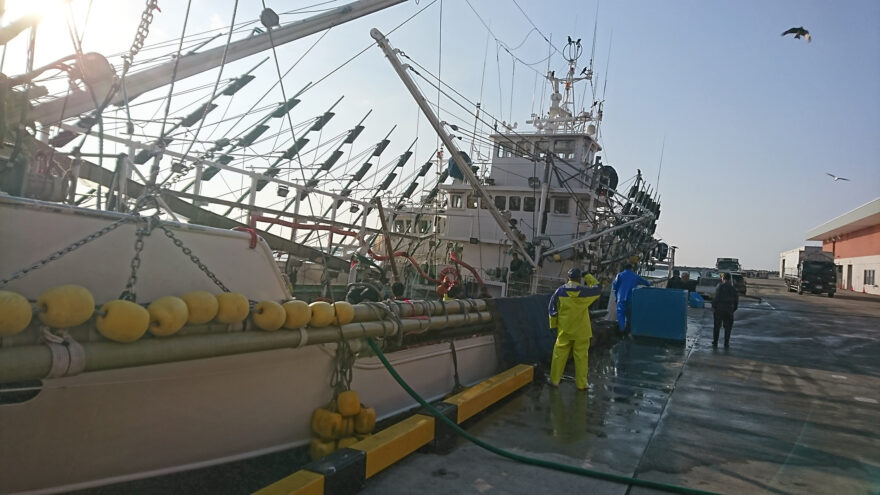 筑波大生現地調査レポ39 小名浜にサンマが水揚げ！