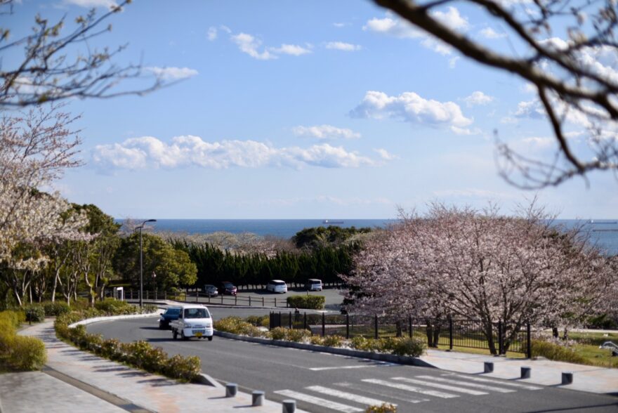 春爛漫　海と桜の絶景を楽しもう