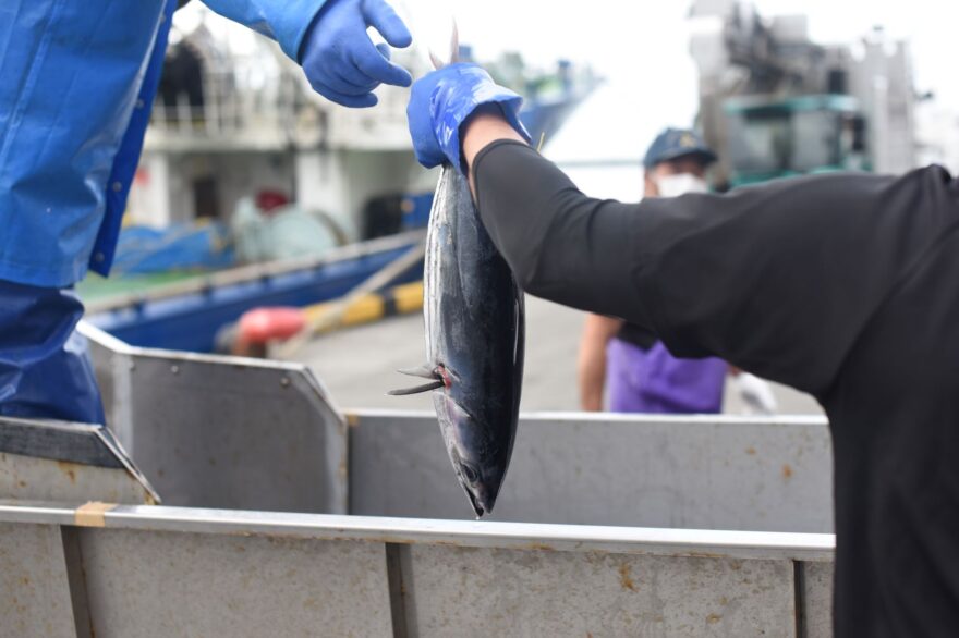 小名浜港でカツオの水揚げを見学してきました