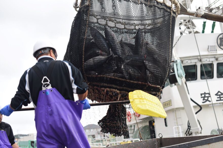 底引き網漁再開！　小名浜港にカツオが水揚げ