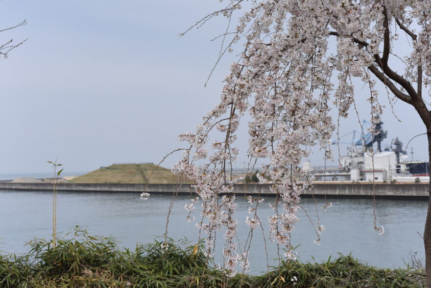桜が紐解く海辺のまち〜②新地町の桜〜