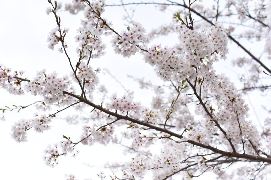 桜が紐解く海辺のまち〜①新地町の桜〜