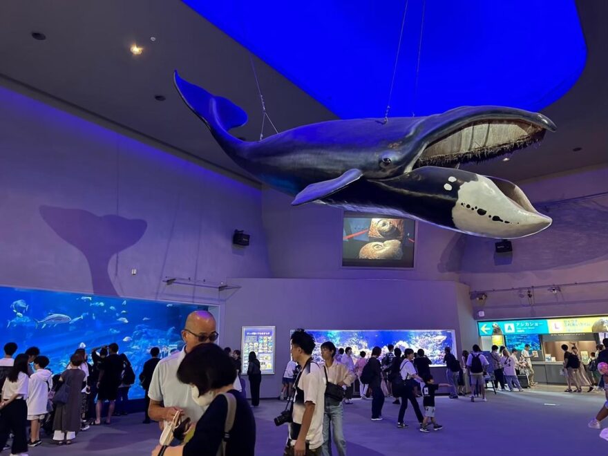 初の西日本！（後編）水族館がつなぐ海の生きものたち