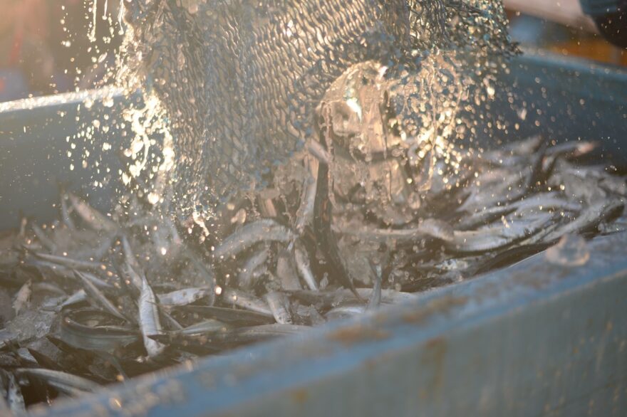 ようやく到来！　小名浜港にさんまが今年初の水揚げ！