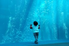 子どもと一緒に海を楽しめるいわきのおすすめスポット —水族館編—