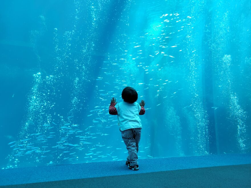 子どもと一緒に海を楽しめるいわきのおすすめスポット —水族館編—