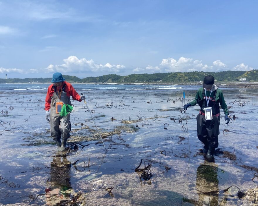いわき市の永崎海岸で「タコとり」体験！